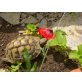 Griechische Landschildkröte - weiblich