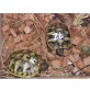 Griechische Landschildkröte - weiblich