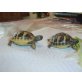 Griechische Landschildkröte - weiblich