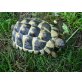 Griechische Landschildkröte - weiblich