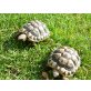 Griechische Landschildkröte - weiblich