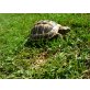 Griechische Landschildkröte - weiblich