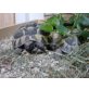 Griechische Landschildkröte - weiblich