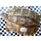 Griechische Landschildkröte - weiblich