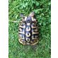 Griechische Landschildkröte - weiblich