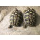 Griechische Landschildkröte - weiblich