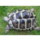 Griechische Landschildkröte - weiblich