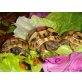 Griechische Landschildkröten