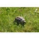 Griechische Mini-Landschildkröte - männlich