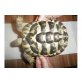 Griechische landschildkröte mit papieren,6 Jr - weiblich