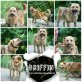 Griffin, Mix - Rüde