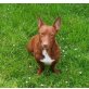 Gringo, Podenco maneto - Rüde