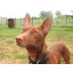 Gringo, Podenco maneto - Rüde