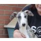 Gris, Galgo Español - Hündin