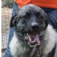 Gris, Leonberger Mix - Rüde