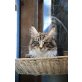 Grisabella, Maine Coon - Katze