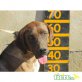 Grisel, gehorsamer Familienhund - Hündin