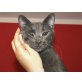 Grisou, Kartäusermix - Kater