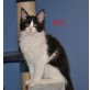 Grisu, Fips, Elli, Suki, Maine Coon - Kater
