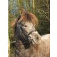 Grisu Grey, Deutsches Part-Bred Shetland Pony - Wallach