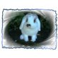 Grisu, Mini Lop - männlich