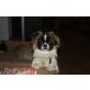 Grisu, Pekinese - Rüde