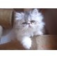 Grisu, Perser - Kater