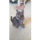 Grisu, sucht liebevolles Zuhause - Kater