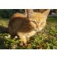 Grood  einer der Guardians of the Galaxy - Kater