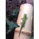 Großer Madagaskar Taggecko