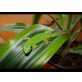 Großer Madagaskar Taggecko