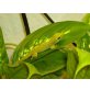 Großer Madagaskar Taggecko
