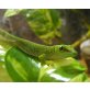Großer Madagaskar Taggecko