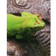 Großer Madagaskar Taggecko - männlich