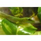 Großer Madagaskar Taggecko - männlich