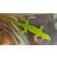 Großer Madagaskar Taggecko - weiblich