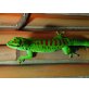 Großer Madagaskar Taggecko - weiblich