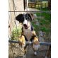 Grosser Schweizer Sennenhund - Rüde