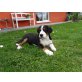 Grosser Schweizer Sennenhund - Rüde