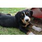 Grosser Schweizer Sennenhund Welpen - Hündin