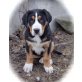 Grosser Schweizer Sennenhund Welpen - Rüde