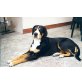 Grosser Schweizer Sennenhund Welpen - Rüde