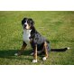 Grosser Schweizer Sennenhund Welpen - Rüde