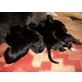 Grosser Schweizer Sennenhund Welpen - Rüde