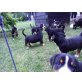 Grosser Schweizer Sennenhund Welpen - Rüde