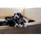 Grosser Schweizer Sennenhund Welpen - Rüde