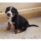Grosser Schweizer Sennenhund Welpen - Rüde