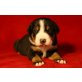 Grosser Schweizer Sennenhund Welpen - Rüde