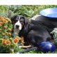 Grosser Schweizer Sennenhund Welpen - Rüde