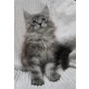 **Großes Maine Coon Katerchen**, Maine Coon - Kater